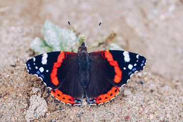 admiral butterfly