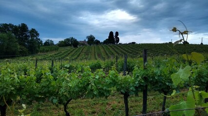Lush Green Vineyard in the Dordogne, France