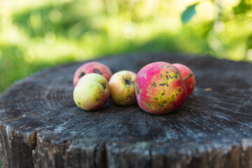 Malus domestica Melba. Bio apples green with red grown in a home garden lie on a tree stump