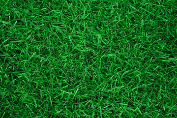 Green grass texture for background. Green lawn pattern and texture background. Top view of grass garden Ideal concept used for making green flooring. . High quality photo