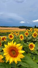 Sunflower Fields in the Lot et Garonne
