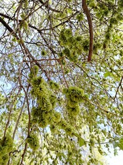 green leaves on the tree