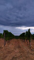 Fototapeta na wymiar French Vineyard in the Dordogne