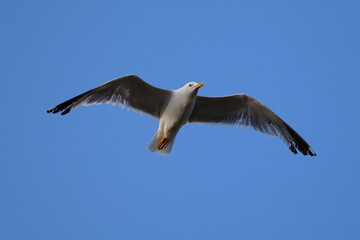A seagull in flight in front of a blue sky