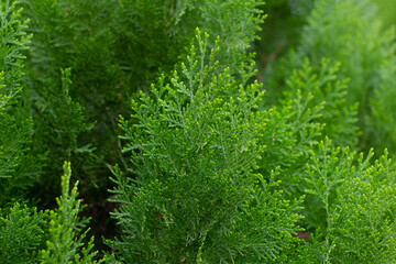 Green fresh plants closeup for background