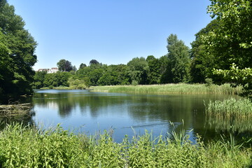 Fototapeta na wymiar La végétation sauvage au grand étang de Lange Gracht au domaine de l'abbaye du Rouge-Cloître en forêt de Soignes à Auderghem 