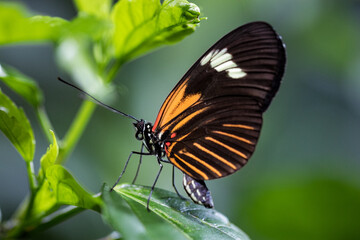 Fototapeta na wymiar A close up of a beautiful butterfly