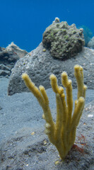 Gorgone jaune