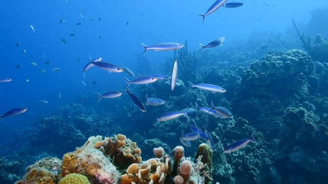 School of Boga fish in the turquoise water of coral reef in Caribbean Sea, Curacao