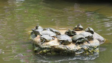 たくさんの亀の甲羅干し風景
