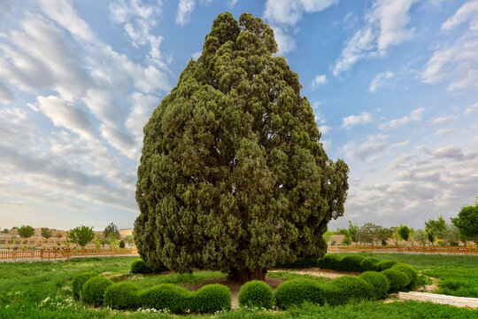Old cypress tree known as Zoroastrian Cypress in the old town of Abarkooh in Iran. It is believed that the tree is over 4000 years old.
