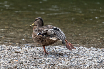 Wild duck next to a river on gravel