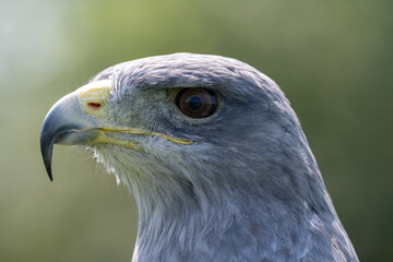 Chillian Blue Eagle Portrait