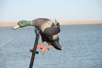 A spinning wing duck decoy 