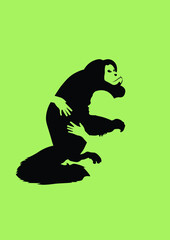 Endangered Species - Black Bearded Saki - animal hugged by a person