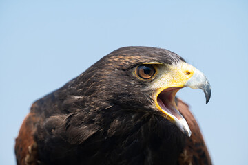portrait of a Harris Hawk