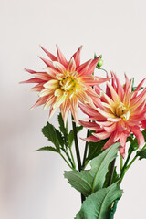 Red and yellow dahlia flowers.