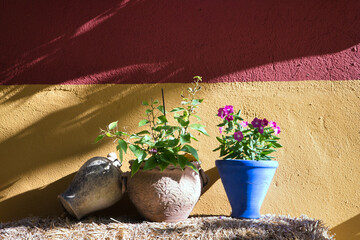 Pots with geranium plants on top of a straw alpaca on a yellow and red wall illuminated by a ray of sunlight.