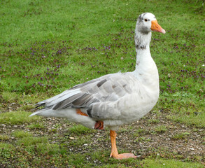 A bastard goose standing on one  leg in the grass. I assume this animal is of mixed breed since there are white and grey geese living in this park.