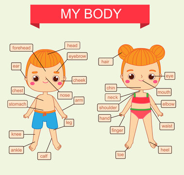 My body theme. Educational vector illustration for kids. Children infographics with body parts, visual aids for human anatomy with cartoon characters of boy and girl
