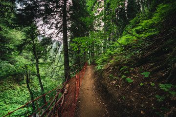 Obraz premium misty footpath in the forest between mountains Sochi, Russia