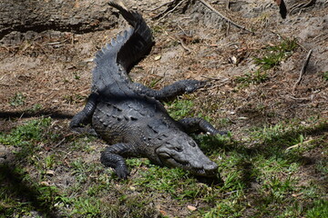 crocodile