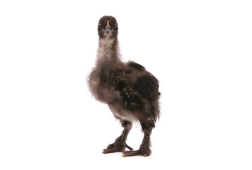Young black chicken isolated on white