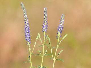 Purple blue flower of spiked speedwell, Veronica spicata