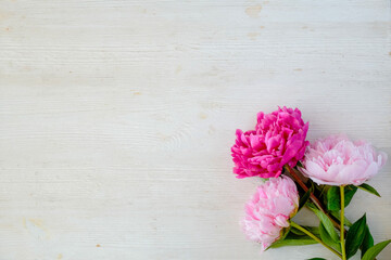 Studio shot of beautiful peony flowers over wood textured tabletop background with a lot of copy space for text. Feminine floral composition. Close up, top view, backdrop, flat lay.
