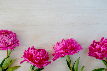 Studio shot of beautiful peony flowers over wood textured tabletop background with a lot of copy space for text. Feminine floral composition. Close up, top view, backdrop, flat lay.