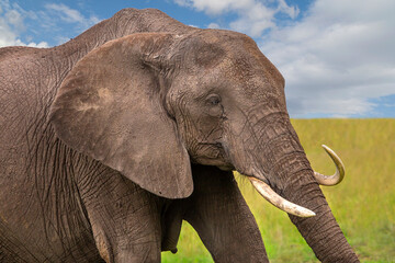Elephant with twisted tasks in Maasai Mara, Kenya