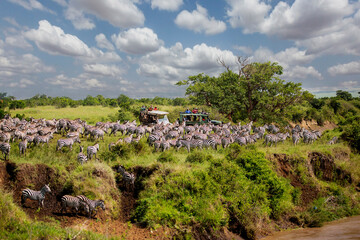 Zebras crossing the river at the great migration with people watching it from their vehicles in...