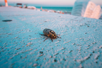 bug on the ground near black sea Sochi, Russia