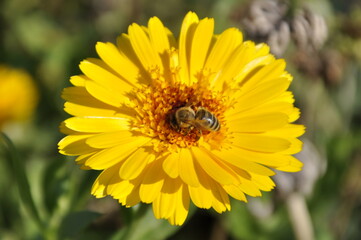 flower, yellow, nature, plant, garden, summer, flowers, blossom, macro, flora, beauty, daisy, petal, bloom, close-up, spring, marigold, color, leaf, orange, plants, beautiful, petals, calendula, flora