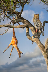 Leopard in the tree with the kill, in Masai Mara, Kenya