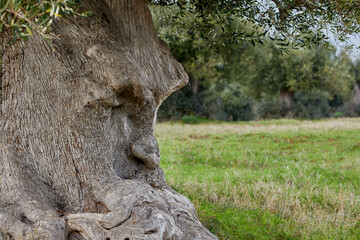 Fototapeta na wymiar The thinking tree has its roots in Ginosa (Puglia, Italy) for about 1500 years