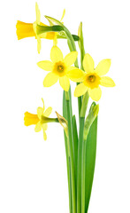 Miniature daffodils. Bouquet of beautiful fresh daffodils flowers isolated on a white background.