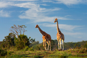 Reticulated giraffes in Sweetwaters, Ol Pejeta, Kenya, Africa - obrazy, fototapety, plakaty