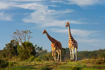 Gordijnen Reticulated giraffes in Sweetwaters, Ol Pejeta, Kenya, Africa © MehmetOZB