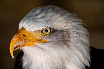 American Bald Eagle Portrait
