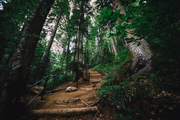 Path in the forest of Sochi, Russia