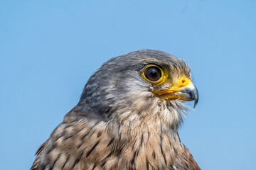 Common Kestrel
