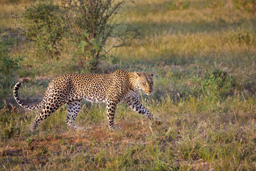 Leopard walking in Samburu, Kenya, Africa