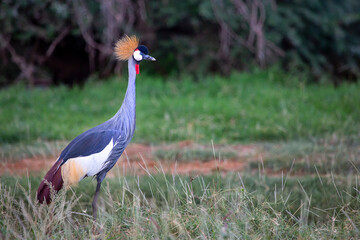 Crowned crane known also as Crested Crane in Samburu, Kenya, Africa