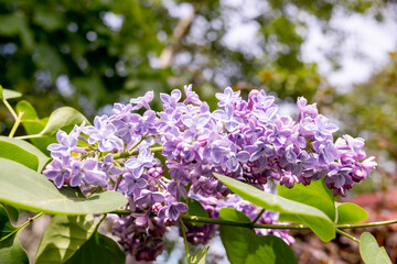 Fototapeta na wymiar Branches of beautiful blossoming lilac.On a sunny spring day, lilac bushes bloomed in the garden.Purple lilac bush