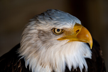 American Bald Eagle Portrait