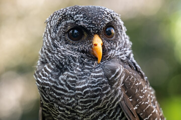 Black Banded Owl