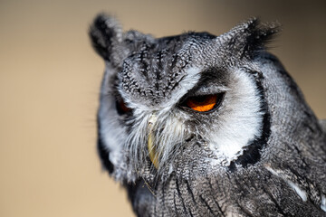 Portrait of a Scops Owl