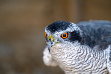 Portrait of a Goshawk