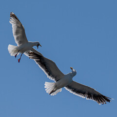 Gulls Fighting Mid Air